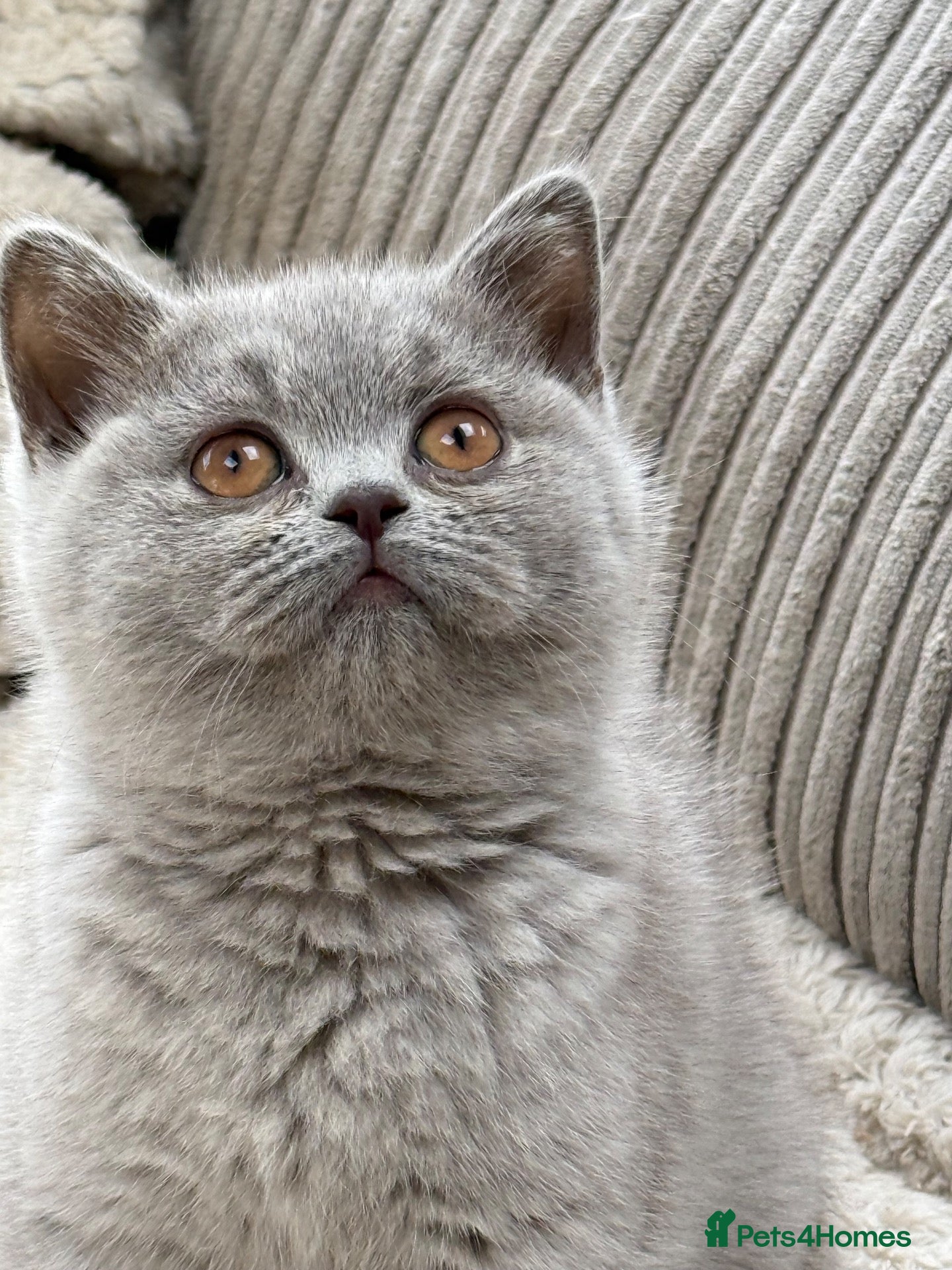 British Shorthair cats Beautiful Lilac GCCF Registered Girl - Advert 1
