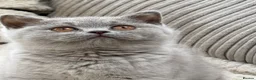 British Shorthair cats for sale: Beautiful Lilac GCCF Registered Girl - Advert 1