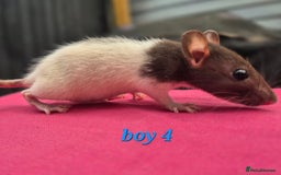 Rat rodents for sale: Male rats available - Image 3