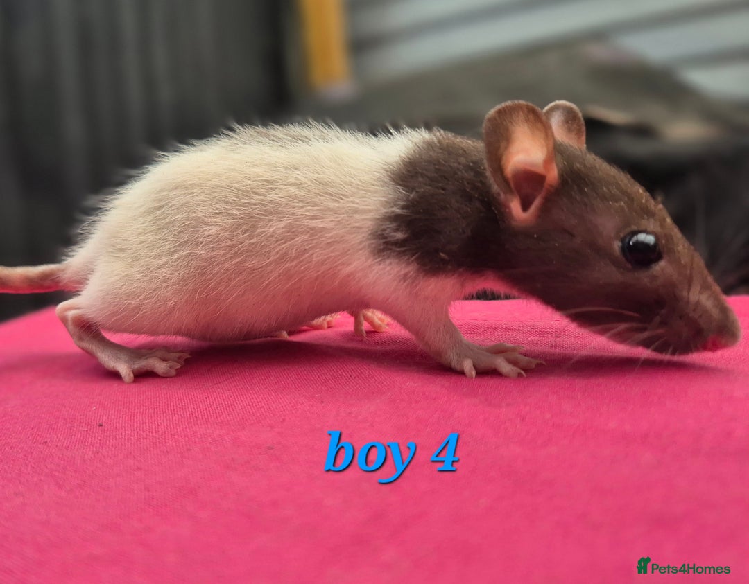 Rat rodents for sale: Male rats available - Image 3