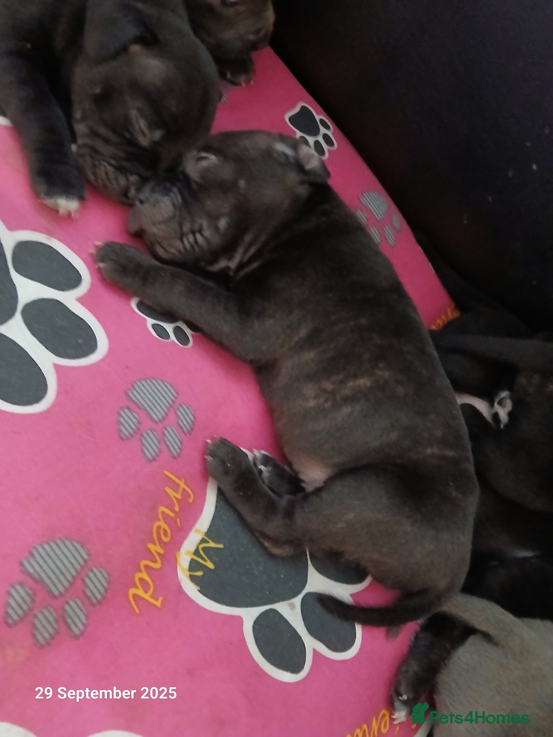 Staffordshire Bull Terrier dogs for sale: Beautiful Staffordshire Bull pups  - Image 8