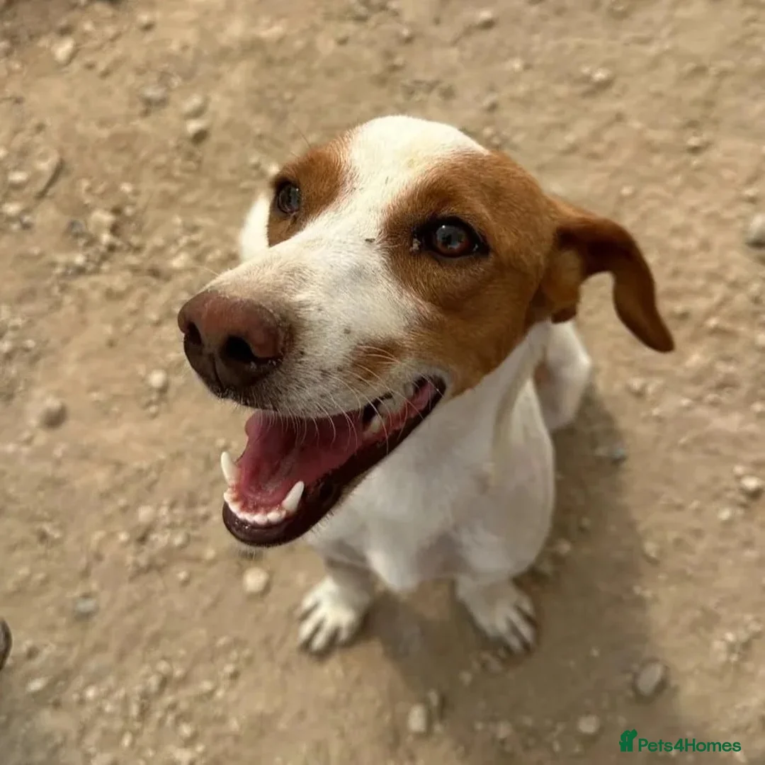 Mixed Breed dogs for adoption: Sylvie (Jack Russell/Dachshund/Beagle mix) - Advert 1