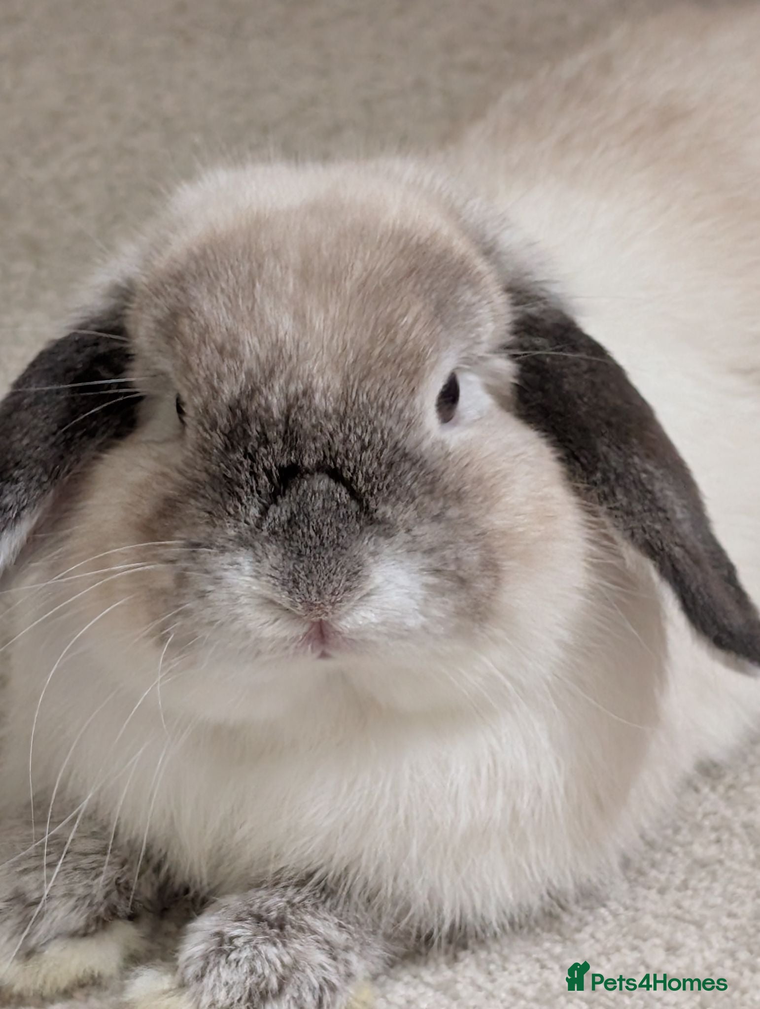 Mini Lop rabbits Mini Lop for adoption  - Advert 1