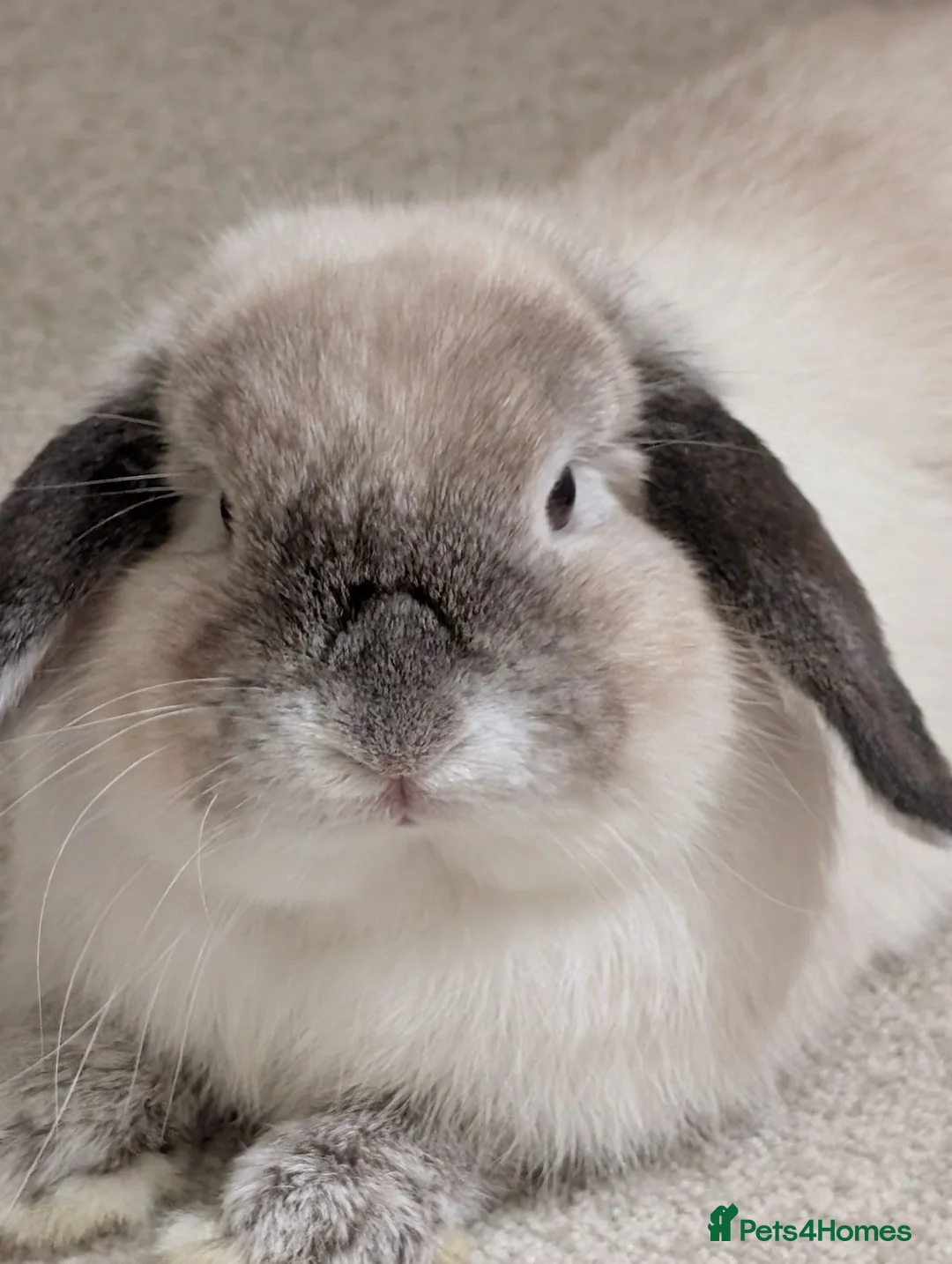 Mini Lop rabbits for sale: Mini Lop for adoption  in Cambridge - Advert 1