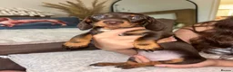 Miniature Dachshund dogs for sale: Miniature kc registered pups ready 7th oct - Advert 17