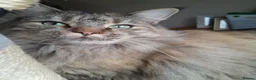 Maine Coon cats for sale: Beautiful maine coon girl in Eastleigh - Advert 10