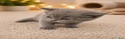 British Shorthair cats for sale: Beautiful British Shorthair Kittens Available - Advert 5