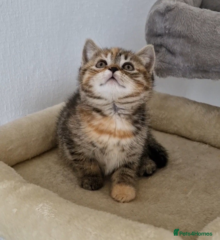 Mixed Breed cats  Female tortie kitten half British shorthair - Advert 2