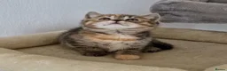 Mixed Breed cats for sale: 2 kittens half British shorthair - Advert 7