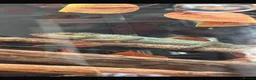 Chameleon reptiles for sale: Male chameleon (aka) Jeff and Viviarum  in Romney Marsh - Advert 5