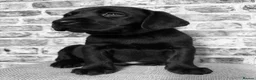 Labrador Retriever dogs for sale: BLACK LAB PUPS 270 CLEAR DNA - READY NOW  - Advert 6
