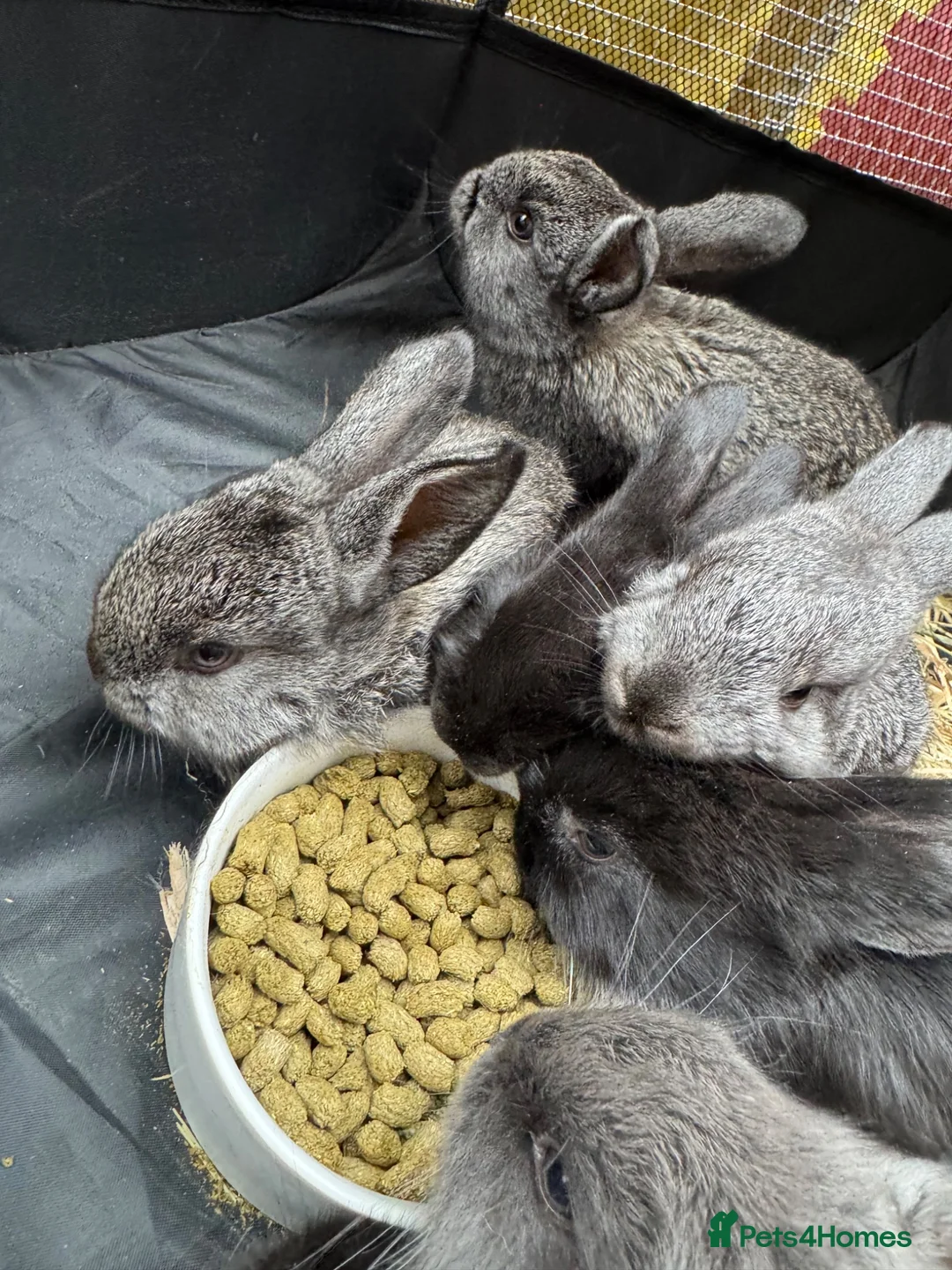 French Lop rabbits for sale: 7 Baby French lops in Gateshead - Advert 2
