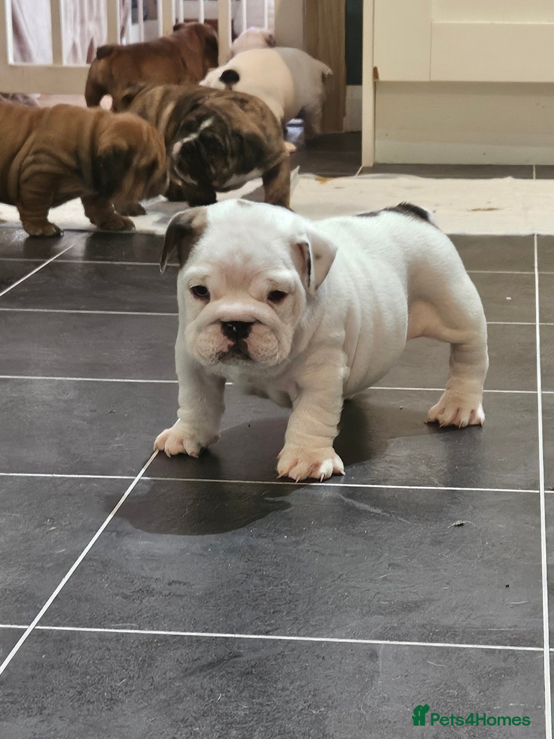English Bulldog dogs for sale: English bulldogs - Advert 9