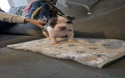 American Bully dogs for sale: Beautiful amarican pocket bullys  - Advert 11