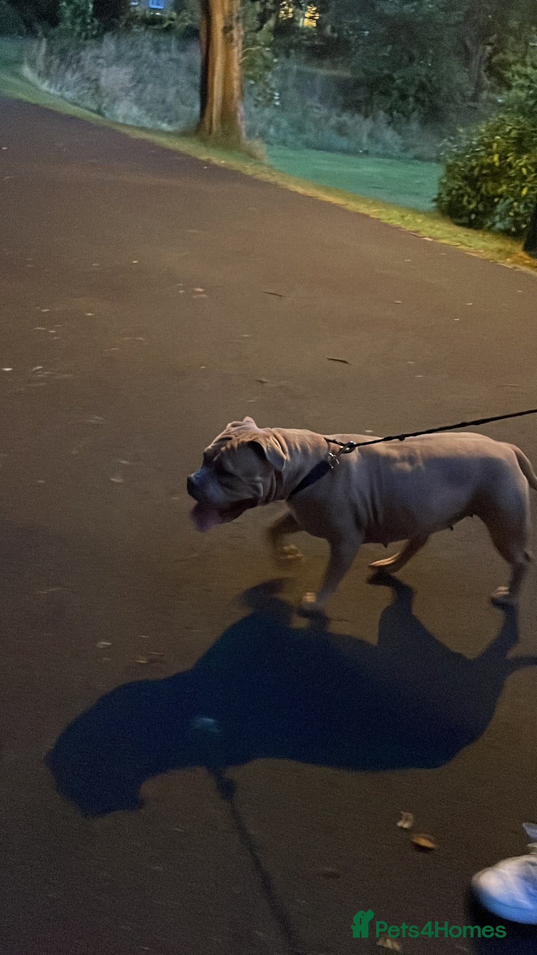 Mixed Breed dogs for sale: Lovely Xl bully  - Image 1