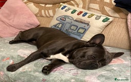 French Bulldog dogs for sale: Male French bull dog  - Image 4