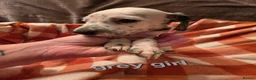 Mixed Breed dogs for sale: Dalmatian x cocker spaniel puppies  - Advert 14