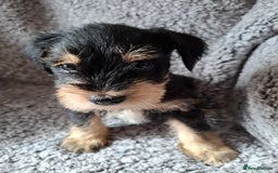 Miniature Schnauzer dogs for sale: Miniature Schnauzer beauties - Image 1