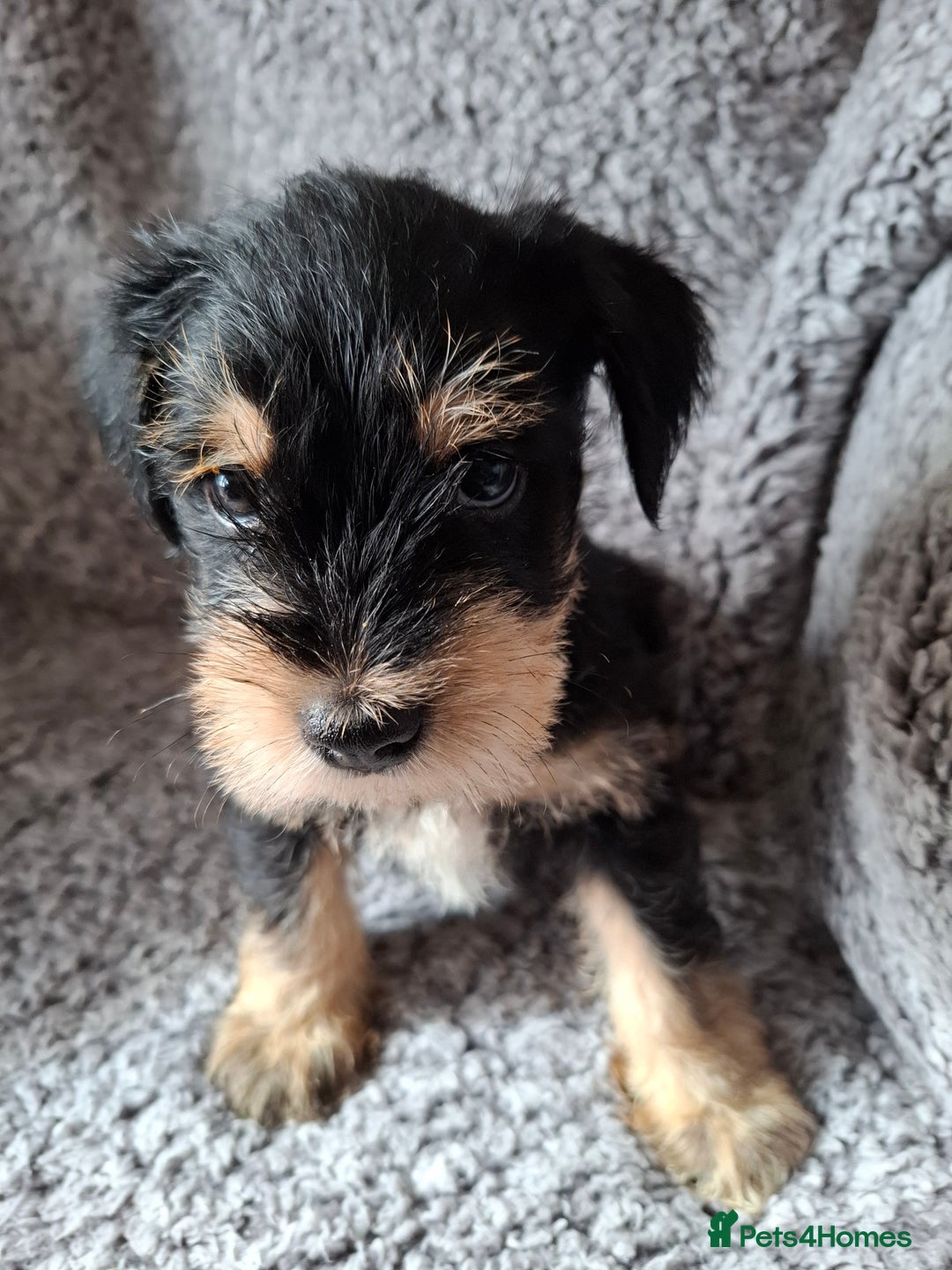 Miniature Schnauzer dogs for sale: Miniature Schnauzer beauties - Image 1
