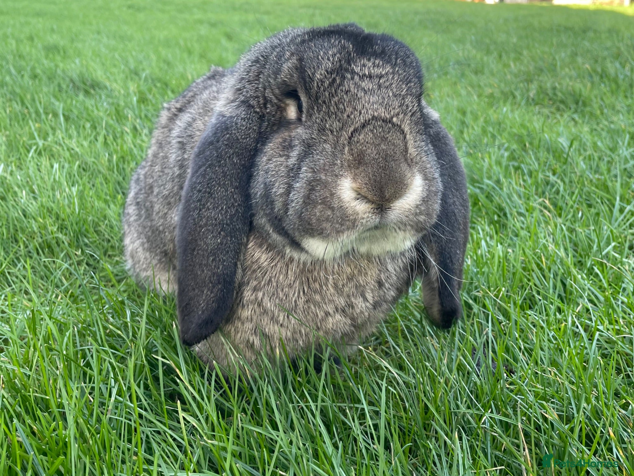French Lop rabbits Neutered Pure Male French Lop - Advert 3