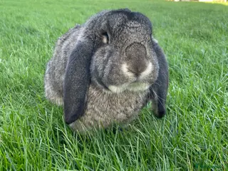 French Lop rabbits Neutered Pure Male French Lop - Advert 3