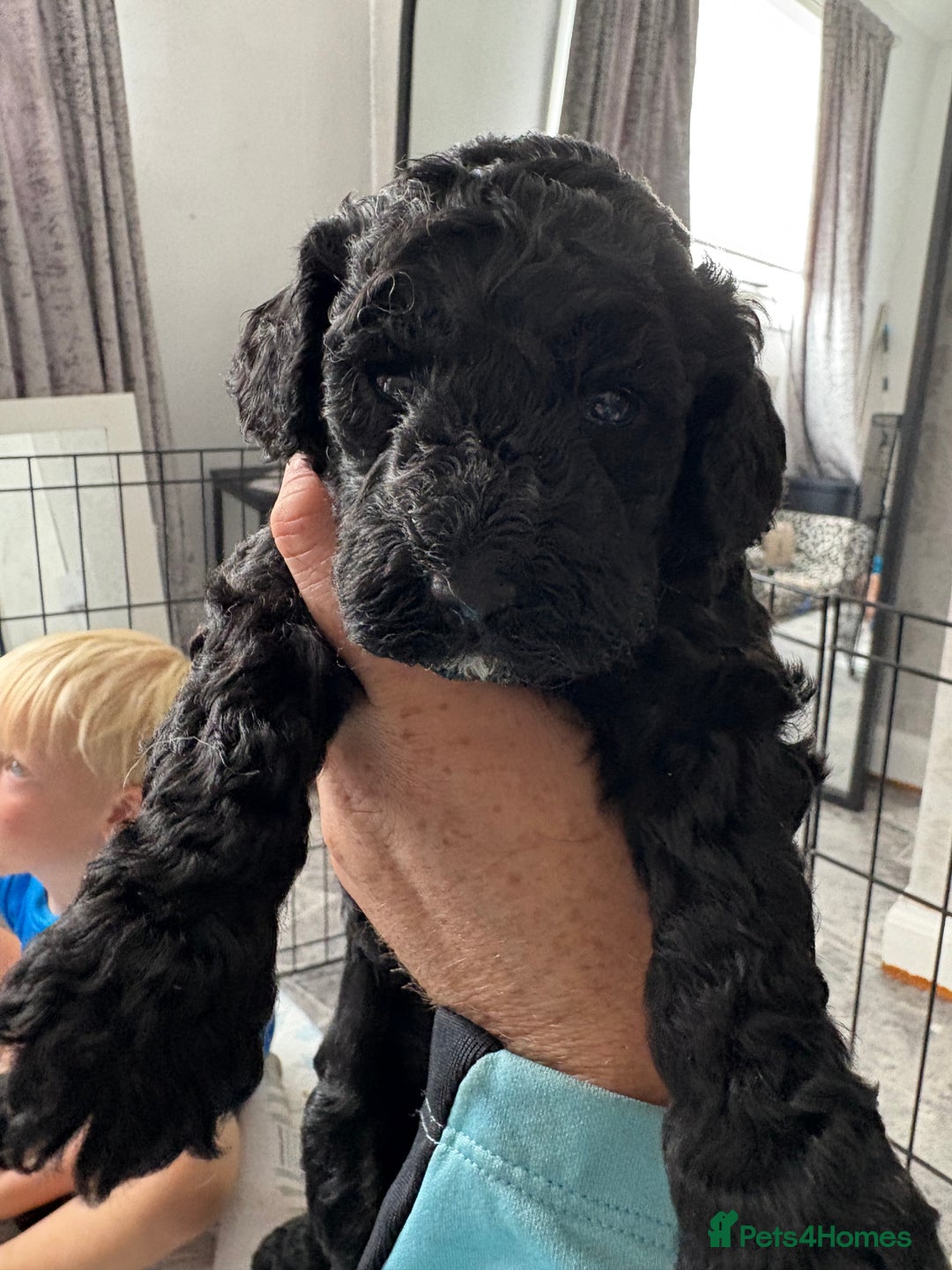 Cockapoo dogs for sale: F2 cockapoo puppies  - Image 3