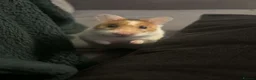 Hamster rodents for sale: Syrian Hamster  in Oldham - Advert 3