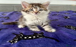 British Longhair cats for sale: Amazing fluffy kitten  - Image 4