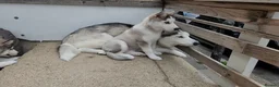 Siberian Husky dogs for sale: ​💎ONLY 1 GIRL AVAILABLE🐾Siberian Husky Puppies - Advert 5