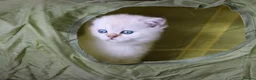 British Shorthair cats for sale: Pedigree British Shorthaired. - Advert 5