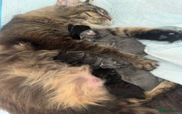 Maine Coon cats for sale: Champions - Bloodline Purebred Maine Coon Kittens  - Image 15