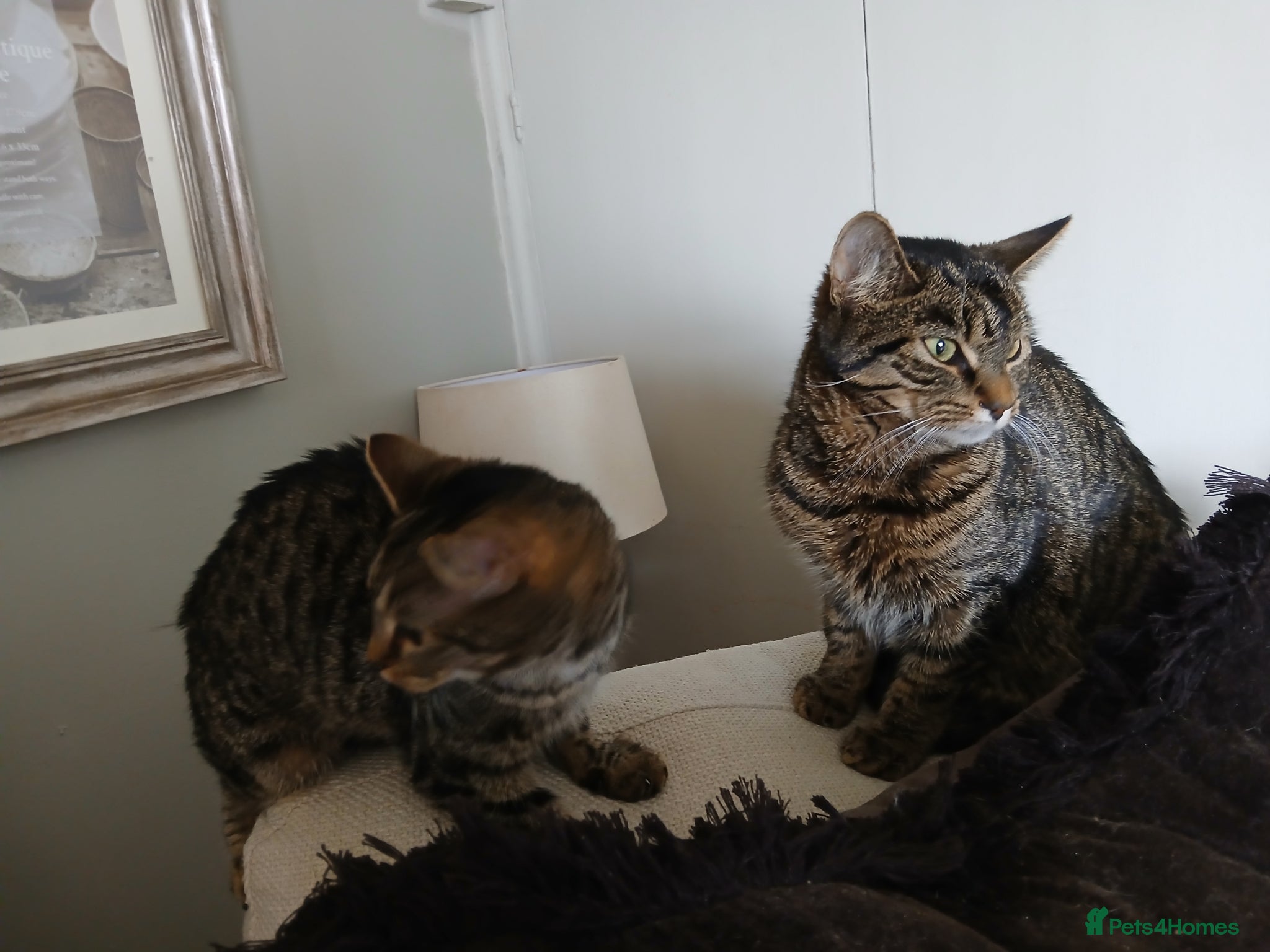 Bengal cats 2 Cats Need Loving Home - Advert 18