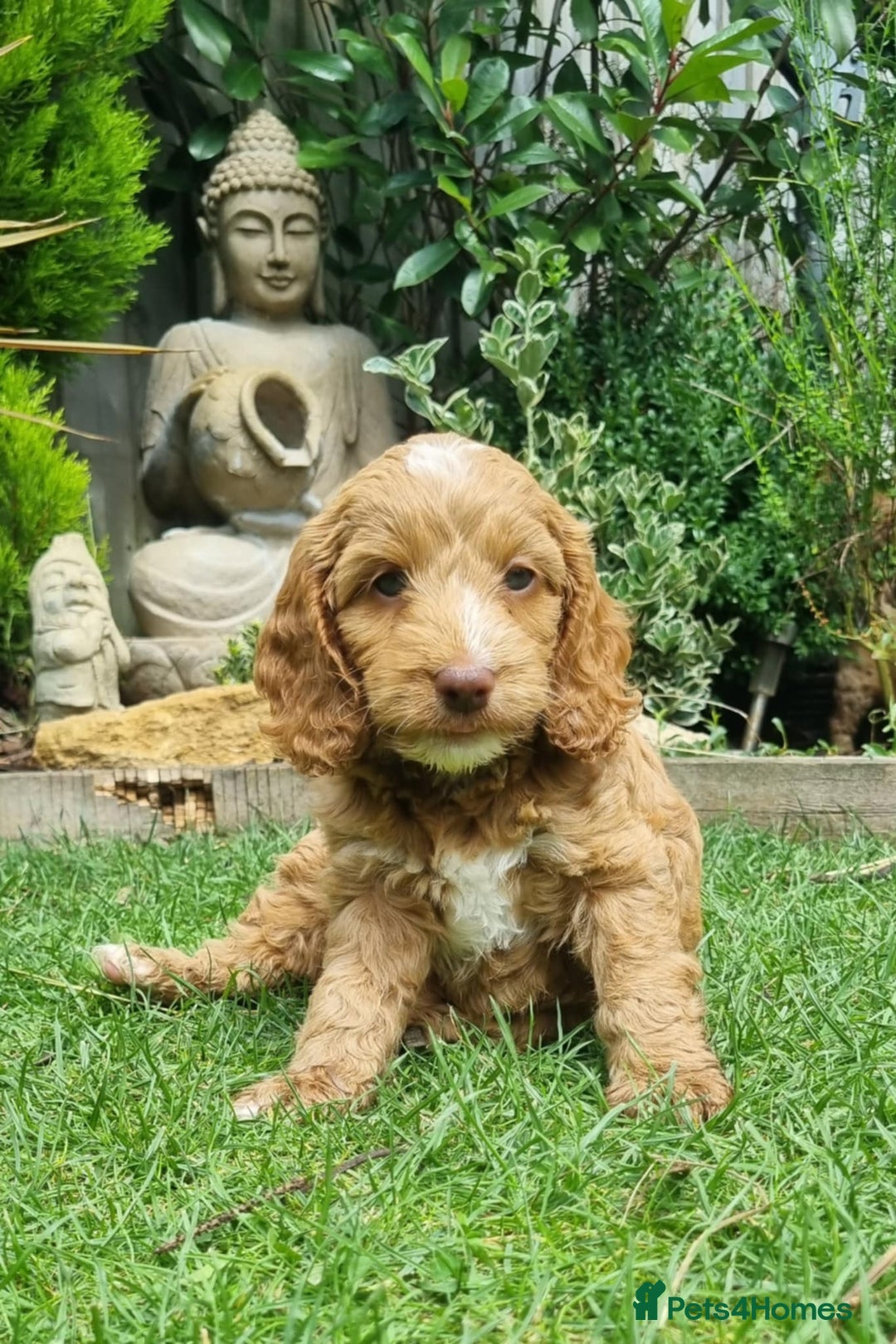 Cockapoo dogs for sale: Toy cockapoo - Image 1