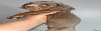 Dachshund 5