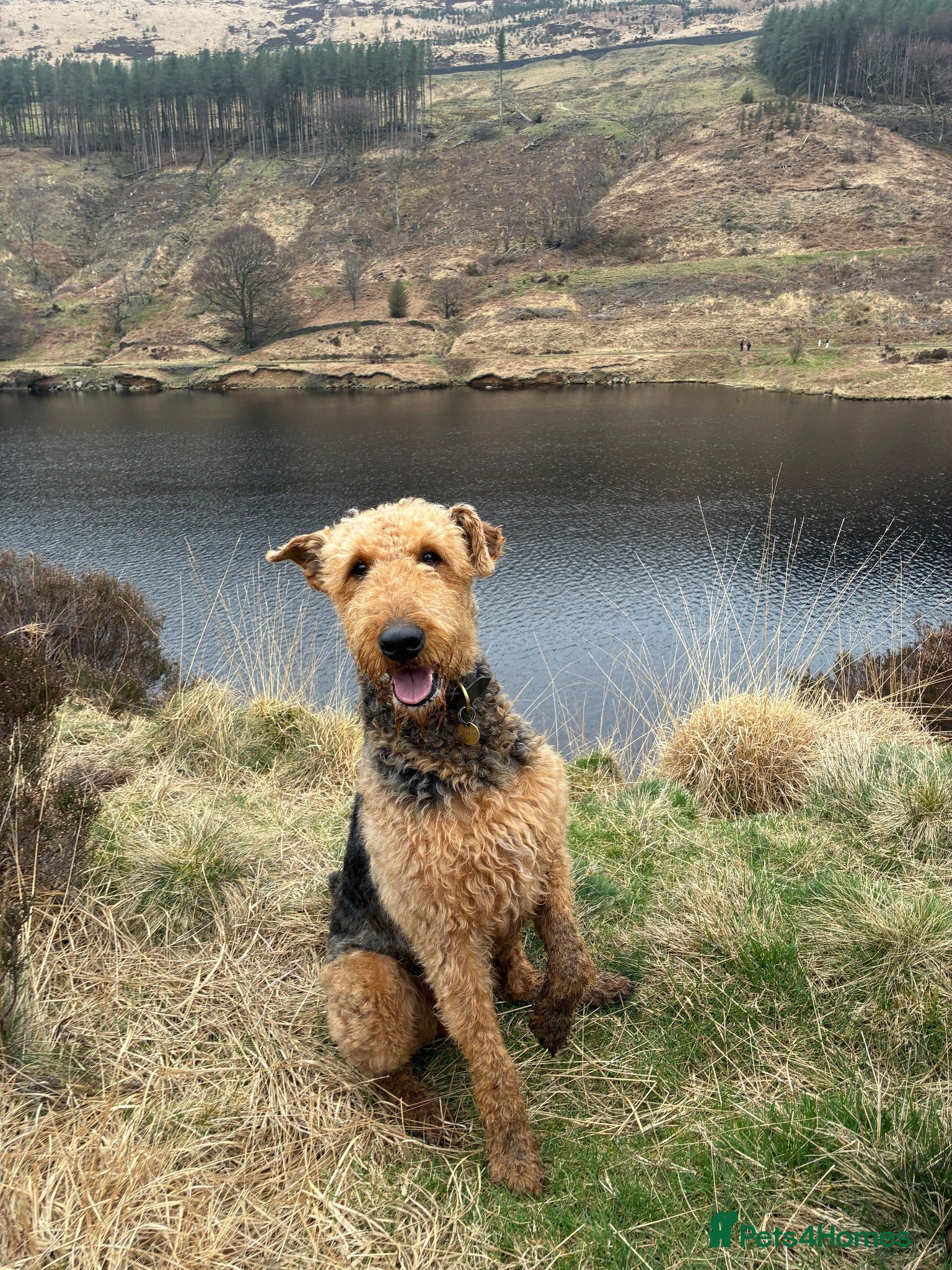 Airedale Terrier dogs Airedale Terrier Stud Dog – Health Tested - Advert 1