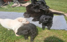 German Shepherd dogs for sale: Ready Now Beautiful Big Long Coated GSD Puppies - Image 17