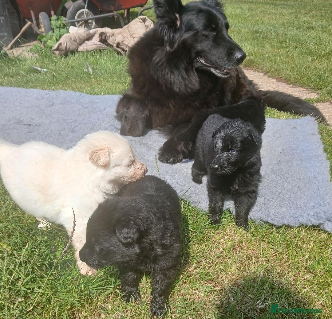 German Shepherd dogs for sale: Ready Now Beautiful Big Long Coated GSD Puppies - Image 17