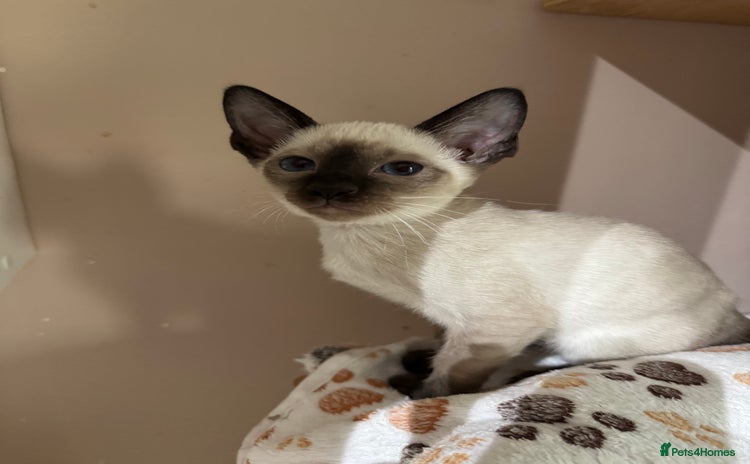 Siamese cats - Advert 2