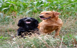 Cockerdor dogs for sale: Working Cockerdor Pups - Advert 2