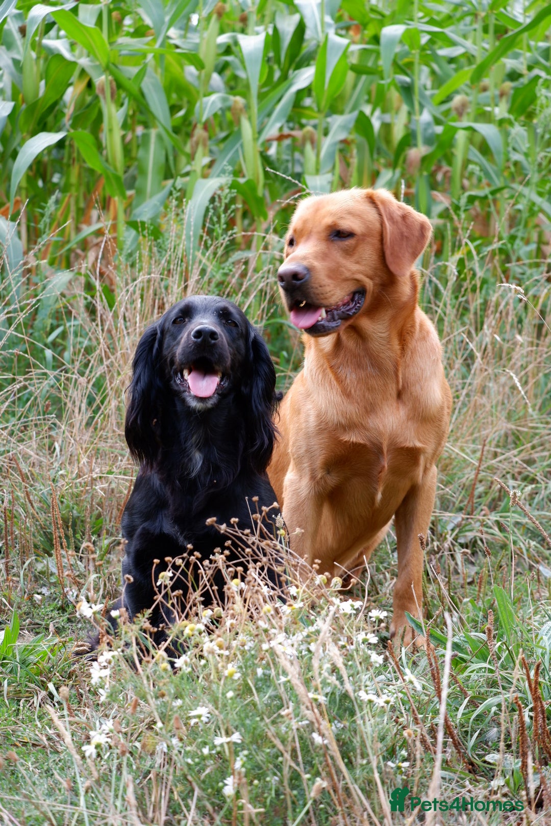 Cockerdor dogs for sale: Working Cockerdor Pups - Advert 2