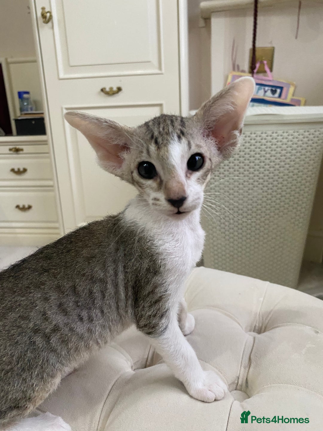 Oriental cats for sale: Beautiful Oriental Kittens for Sale - Advert 14