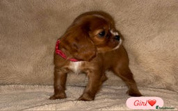 Cavalier King Charles Spaniel dogs for sale: King Charles Cavalier Puppies  - Image 4