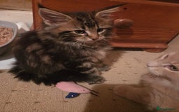 Maine Coon cats for sale: 2 Gorgeous Mane Coon Kittens  - Image 11