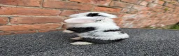Mini Lop rabbits for sale: Mini lop babies looking for homes  - Advert 3