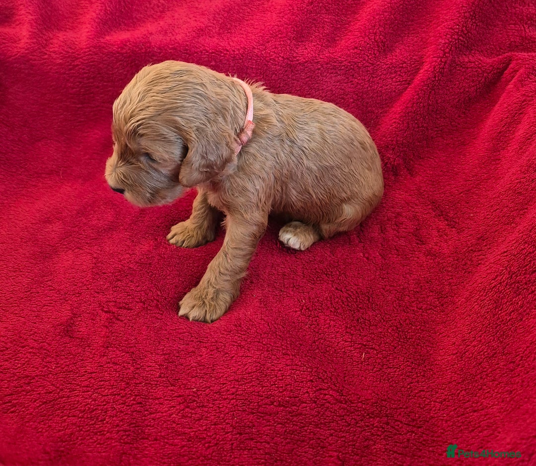 Cockapoo dogs for sale: F1 Cockapoo puppys - Advert 14