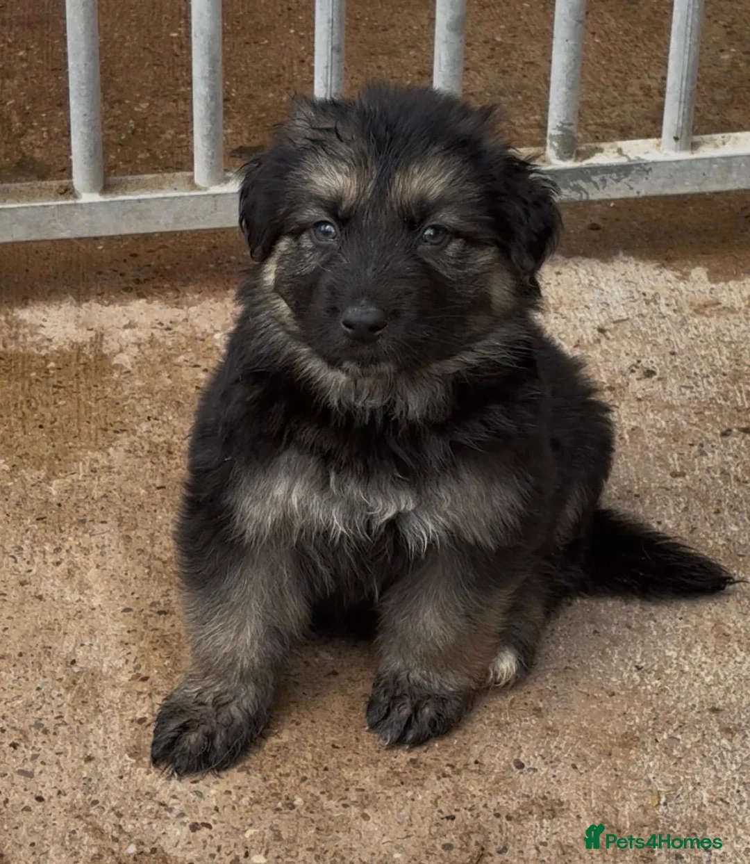 German Shepherd dogs for sale: German shepherd puppies  - Advert 2