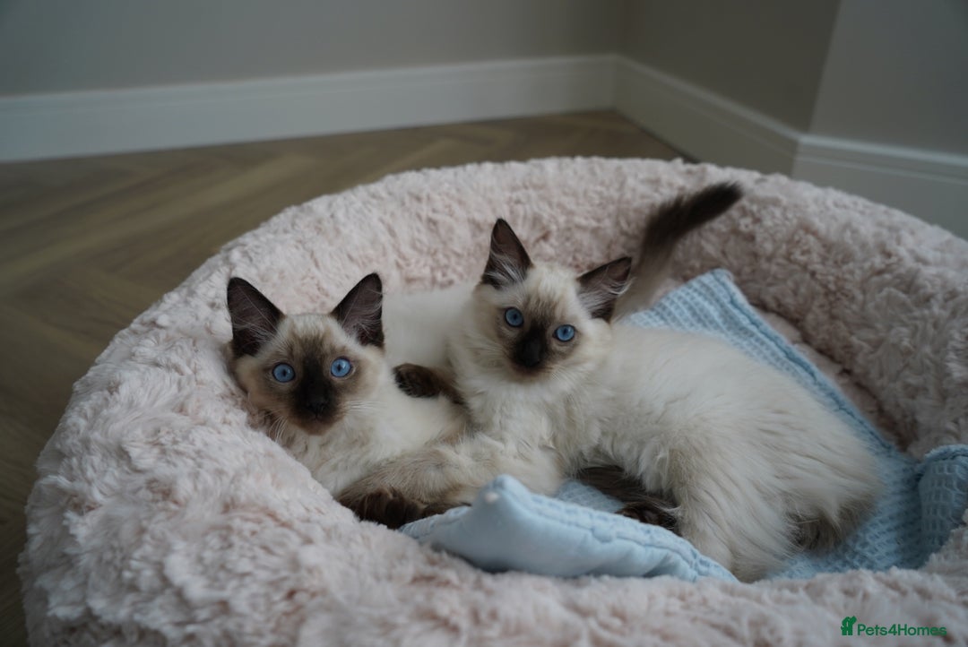 Ragdoll cats for sale: Two Ragdoll brothers  - Image 1