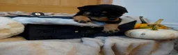 Rottweiler dogs for sale: Stunning litter of Rotweillers from family pet  in Wolverhampton - Advert 10
