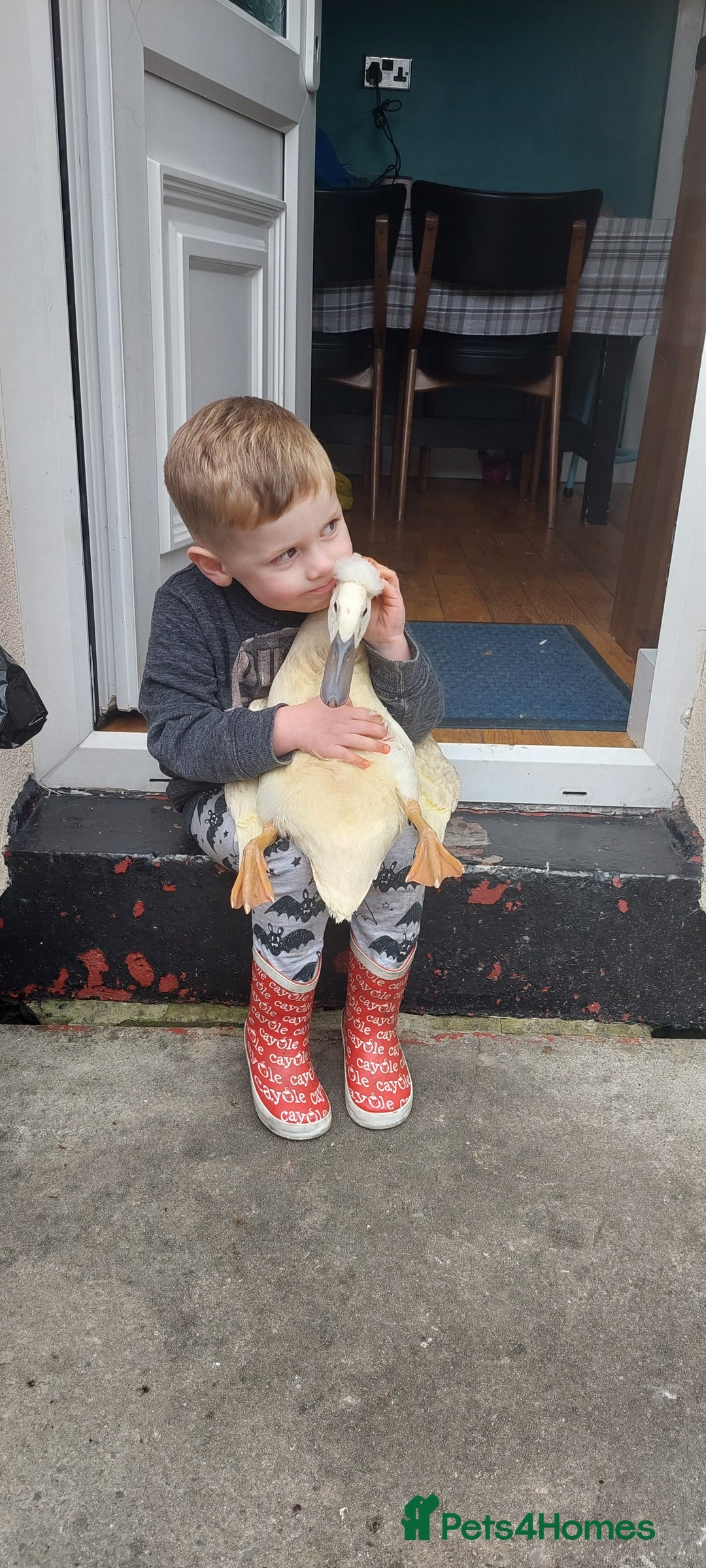 Ducks poultry for sale: Male crested runner duck - Advert 2