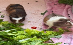 Guinea Pig rodents for sale: 3 bonded males 5 weeks old  - Image 18